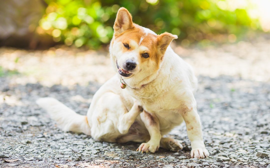 Understanding Elimination Diets for Dogs: A Step-by-Step Guide