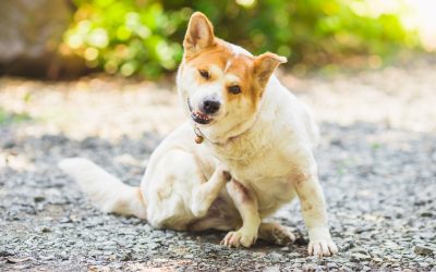 Understanding Elimination Diets for Dogs: A Step-by-Step Guide