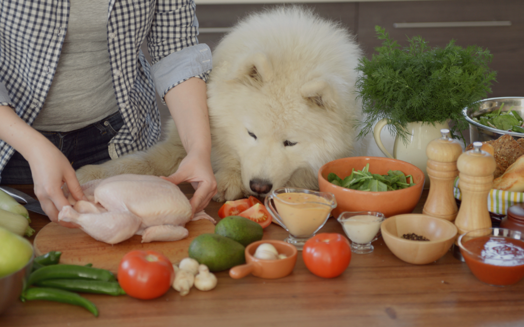 Red Flags to Look for in Online Dog Food Recipes