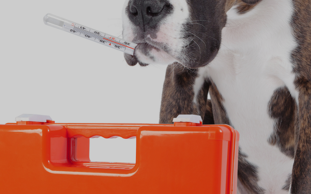 Can a Diet Boost My Dogs Immune System?