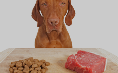 Myth or Fact: You Can’t Mix Raw and Kibble?