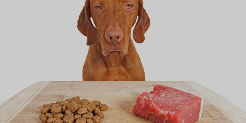 Myth or Fact: You Can’t Mix Raw and Kibble?