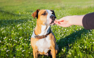 Why Moderation Matters: The Truth About Liver Treats for Dogs